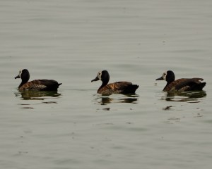 Lake Victoria, Bukakata Ferry Pier